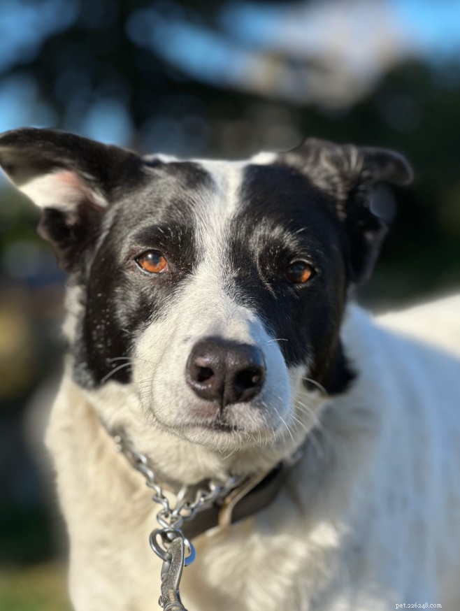 Caring for Senior Dogs: Practical Tips and Our Proven Routine
