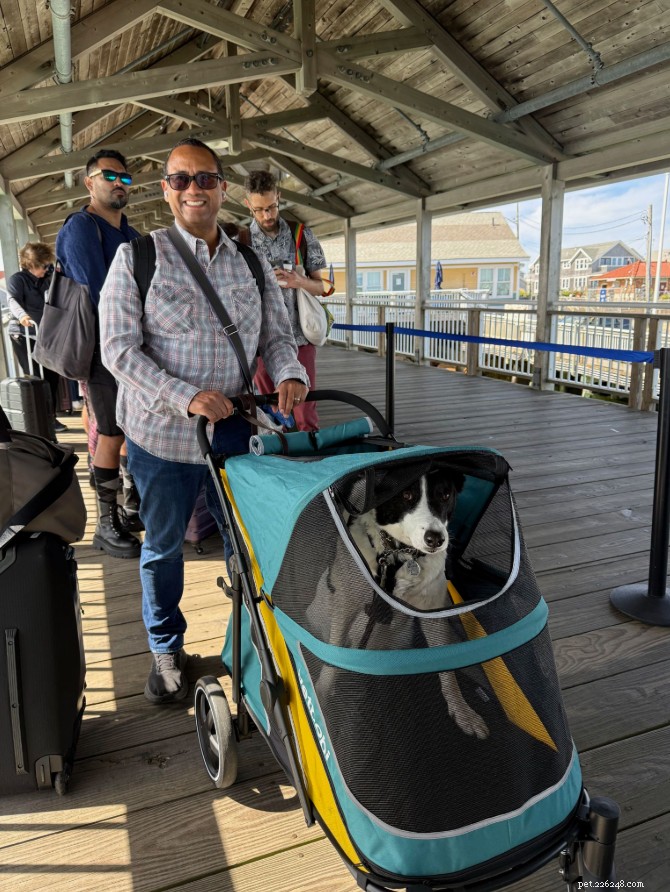 Caring for Senior Dogs: Practical Tips and Our Proven Routine