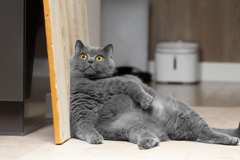 How Obesity Increases Diabetes Risk in Cats