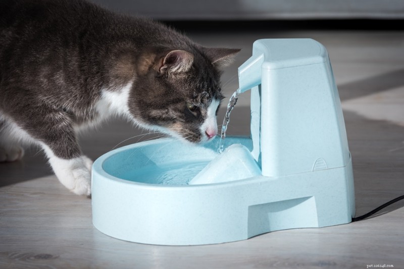 Safe Home Remedies for Mild Vomiting in Cats