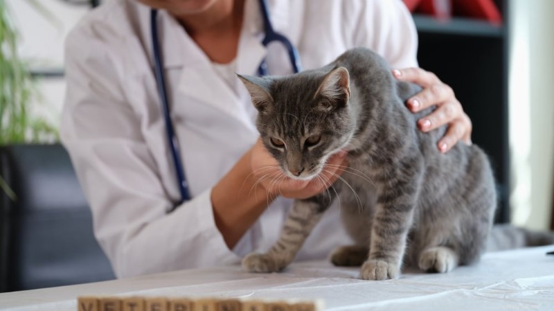 Understanding Diabetes Mellitus in Pets: Causes, Symptoms, and Treatment