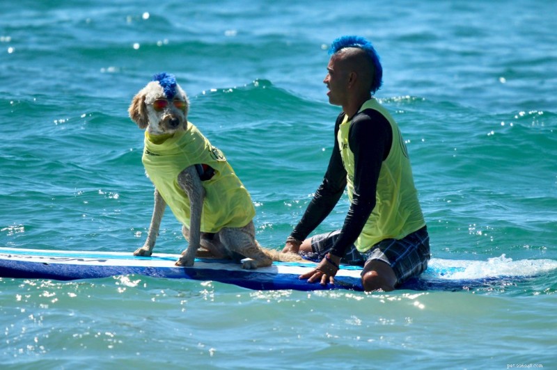 Surf’s Up: Dogs Ride the Waves at the World Dog Surfing Championships