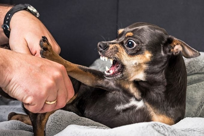 How to Tell If Your Dog Is Mad at You and What to Do