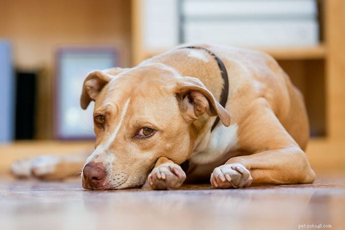 How to Tell If Your Dog Is Mad at You and What to Do