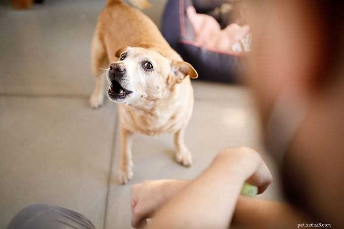 How to Tell If Your Dog Is Mad at You and What to Do