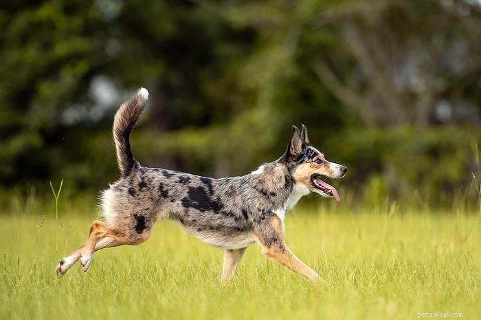 10 High‑Energy Australian Dog Breeds Perfect for Active Families