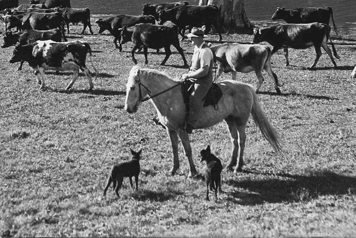 10 High‑Energy Australian Dog Breeds Perfect for Active Families