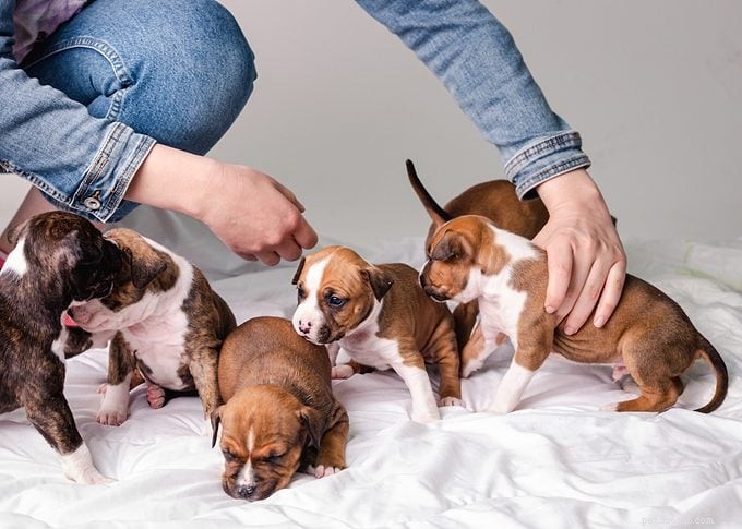 Are Pit Bulls Dangerous? Experts Clarify Myths About These Loyal Dogs