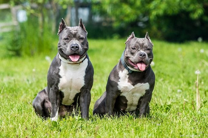 Are Pit Bulls Dangerous? Experts Clarify Myths About These Loyal Dogs