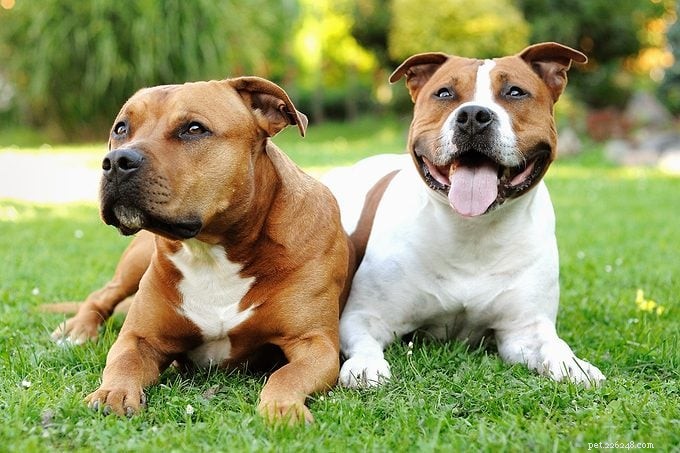 Are Pit Bulls Dangerous? Experts Clarify Myths About These Loyal Dogs