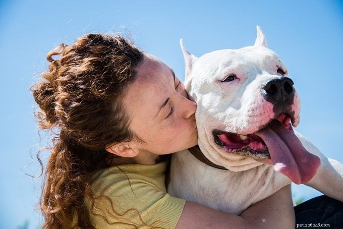 Are Pit Bulls Dangerous? Experts Clarify Myths About These Loyal Dogs