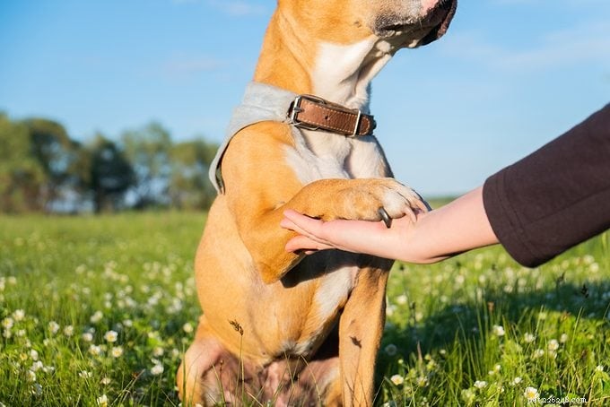 Are Pit Bulls Dangerous? Experts Clarify Myths About These Loyal Dogs