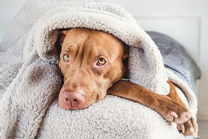 Are Pit Bulls Dangerous? Experts Clarify Myths About These Loyal Dogs