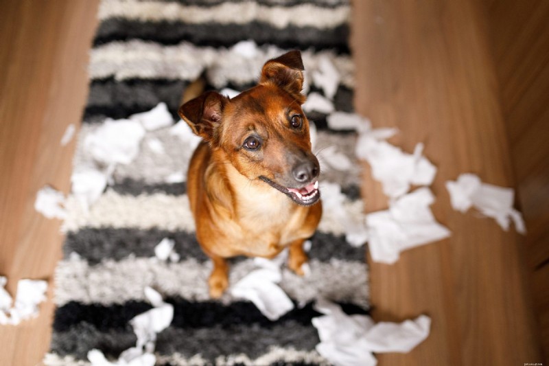 11 Signs Your Dog Needs Obedience Training