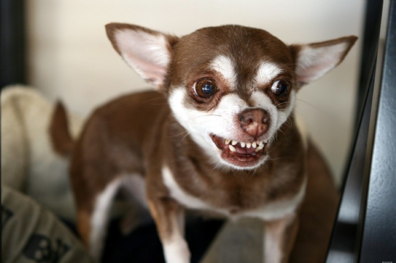 11 Signs Your Dog Needs Obedience Training