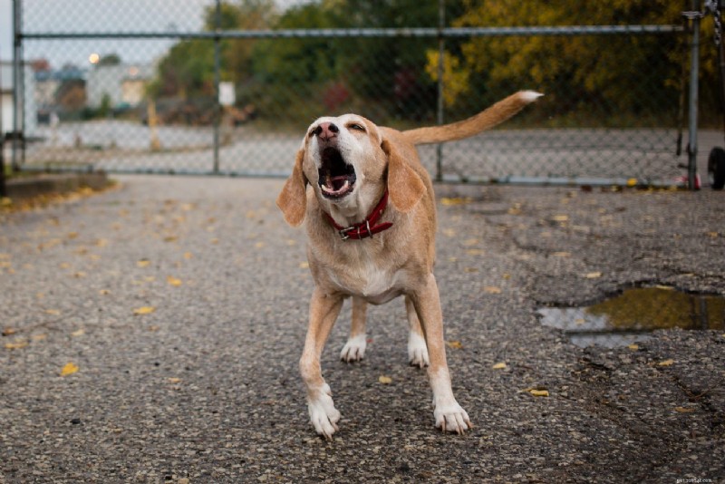 11 Signs Your Dog Needs Obedience Training