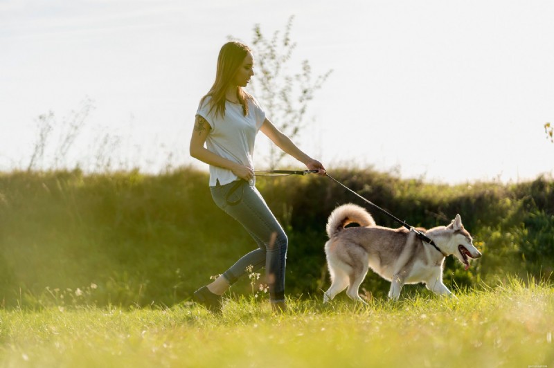 11 Signs Your Dog Needs Obedience Training