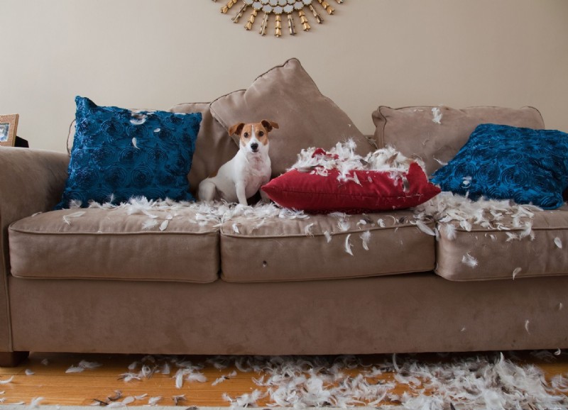 11 Signs Your Dog Needs Obedience Training