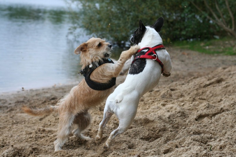 11 Signs Your Dog Needs Obedience Training