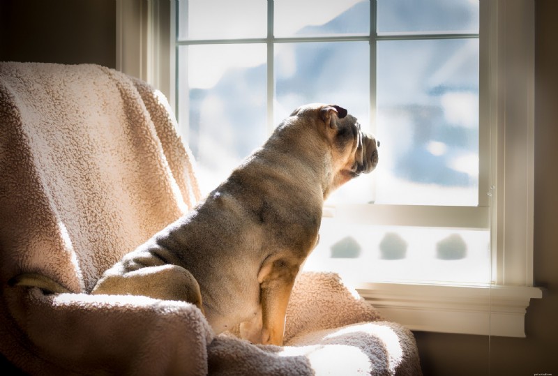 11 Signs Your Dog Needs Obedience Training