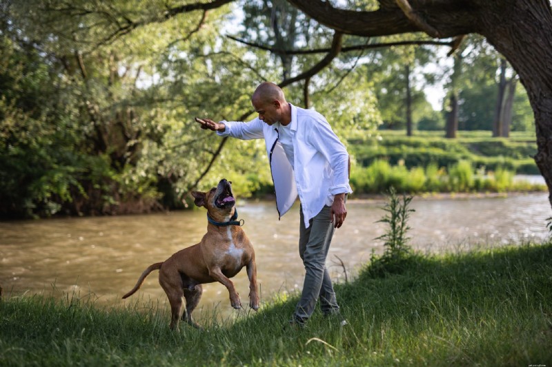 11 Signs Your Dog Needs Obedience Training