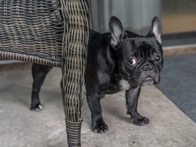 11 Signs Your Dog Needs Obedience Training