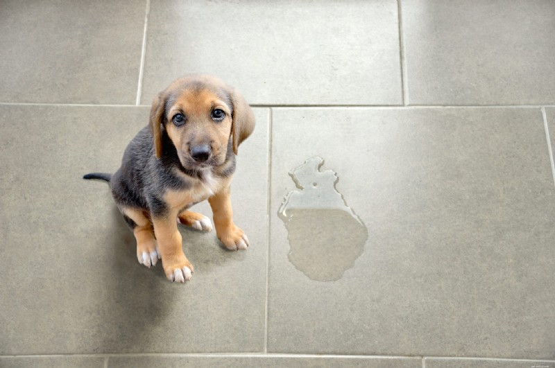 11 Signs Your Dog Needs Obedience Training