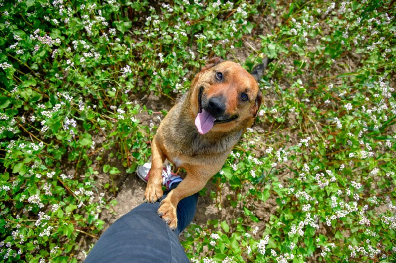 11 Signs Your Dog Needs Obedience Training