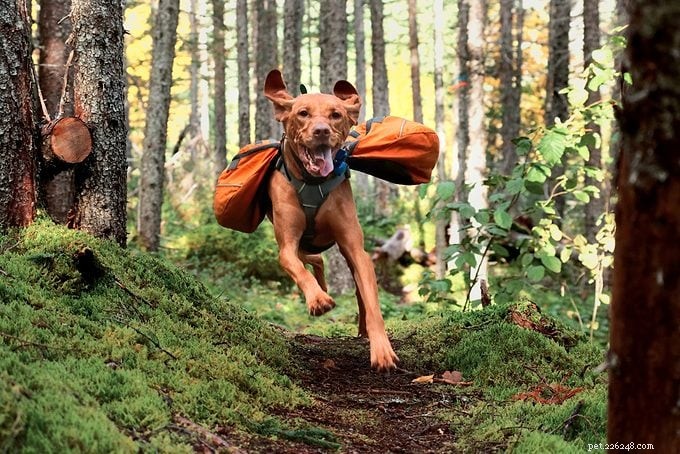 Camping with Your Dog: Essential Tips for a Safe, Fun Outdoor Adventure