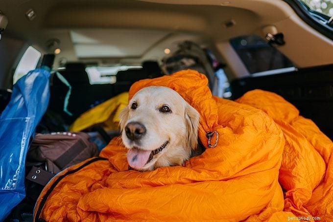 Camping with Your Dog: Essential Tips for a Safe, Fun Outdoor Adventure