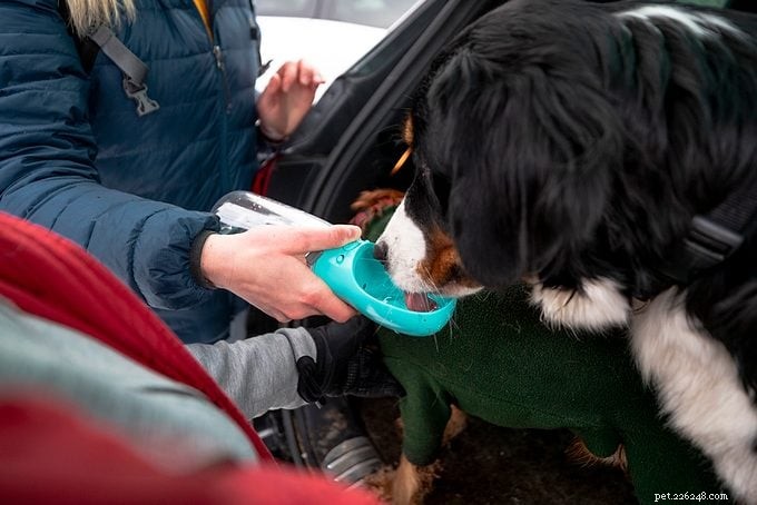 Camping with Your Dog: Essential Tips for a Safe, Fun Outdoor Adventure