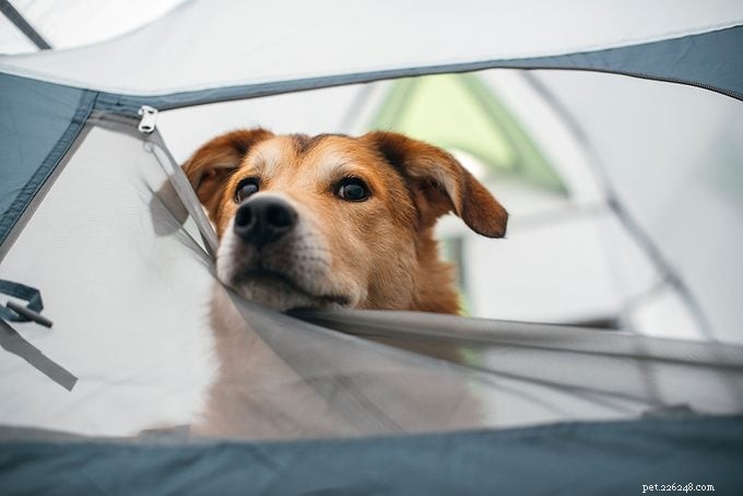 Camping with Your Dog: Essential Tips for a Safe, Fun Outdoor Adventure