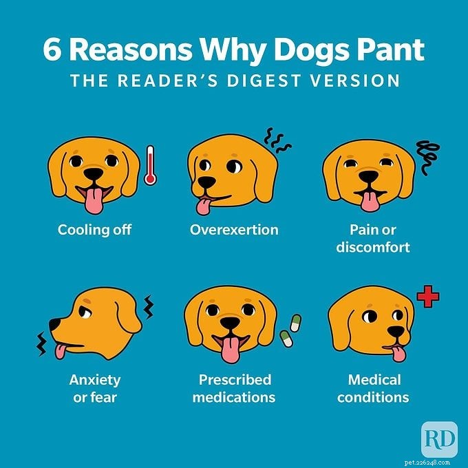 Why Dogs Pant: 6 Common Reasons Explained by Veterinarians