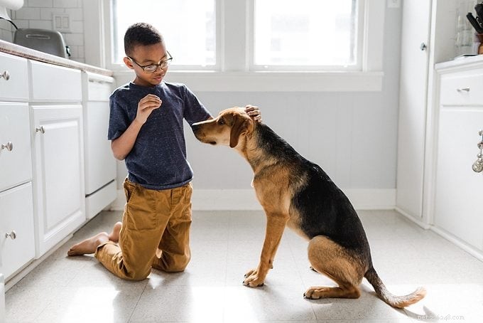 Adopting a Dog: Step‑by‑Step Guide and How to Prepare Your Home
