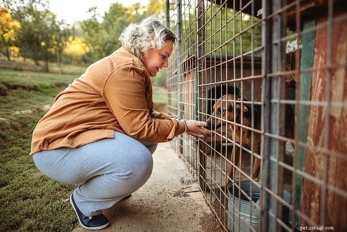 Adopting a Dog: Step‑by‑Step Guide and How to Prepare Your Home