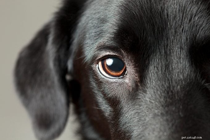 Do Dogs See Color? Understanding the Canine Color Spectrum