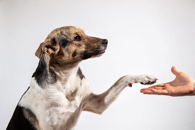 How to Tell If Your Dog Is Right‑ or Left‑Pawed (And What It Means)