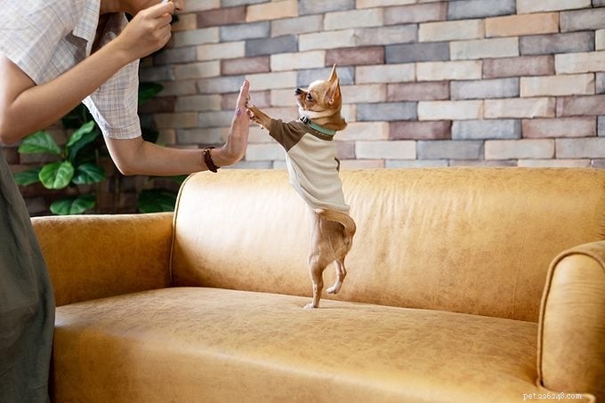 How to Tell If Your Dog Is Right‑ or Left‑Pawed (And What It Means)