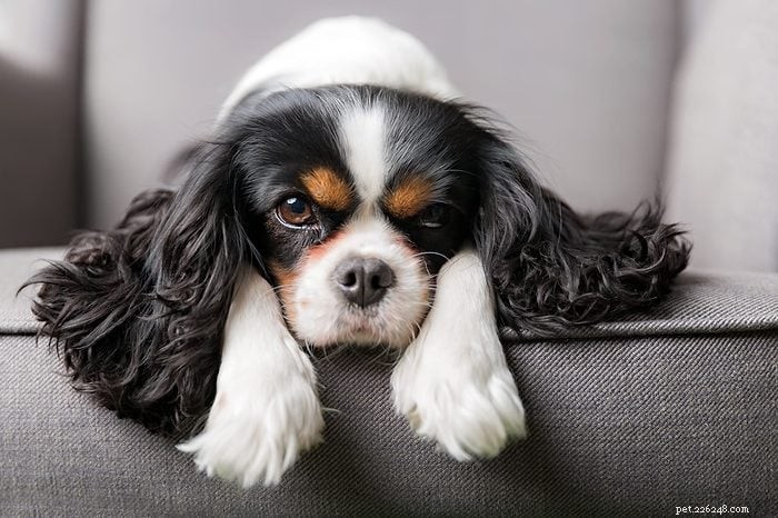 Top 15 Apartment‑Friendly Dog Breeds for Small Living Spaces
