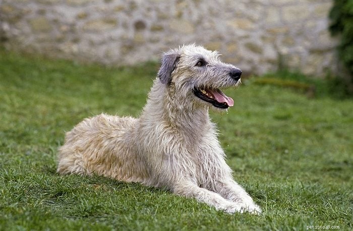 Top 15 Apartment‑Friendly Dog Breeds for Small Living Spaces