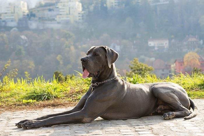Top 15 Apartment‑Friendly Dog Breeds for Small Living Spaces