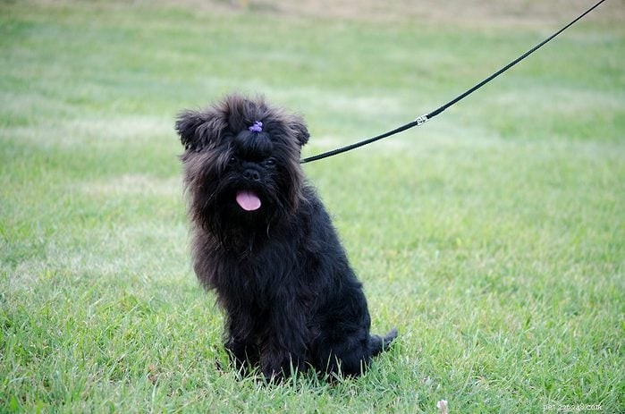 Top 15 Apartment‑Friendly Dog Breeds for Small Living Spaces