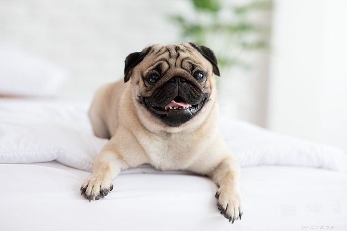 Top 15 Apartment‑Friendly Dog Breeds for Small Living Spaces