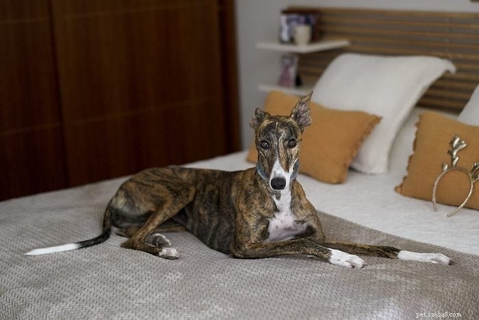 Top 15 Apartment‑Friendly Dog Breeds for Small Living Spaces