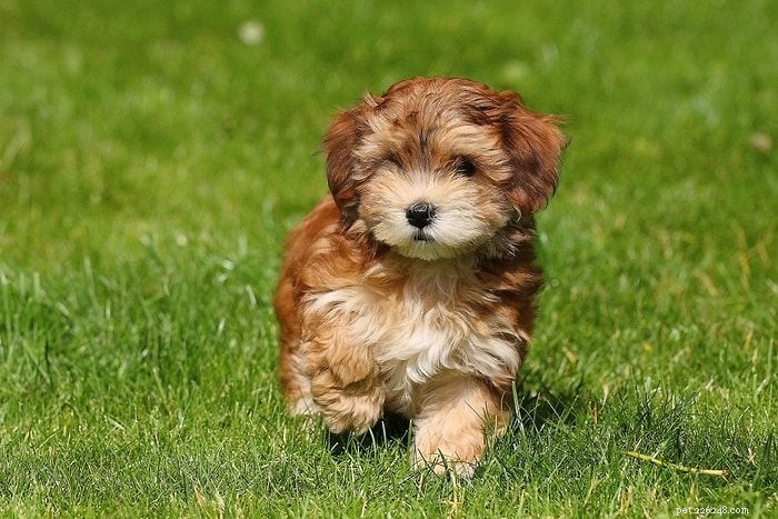 Top 15 Apartment‑Friendly Dog Breeds for Small Living Spaces