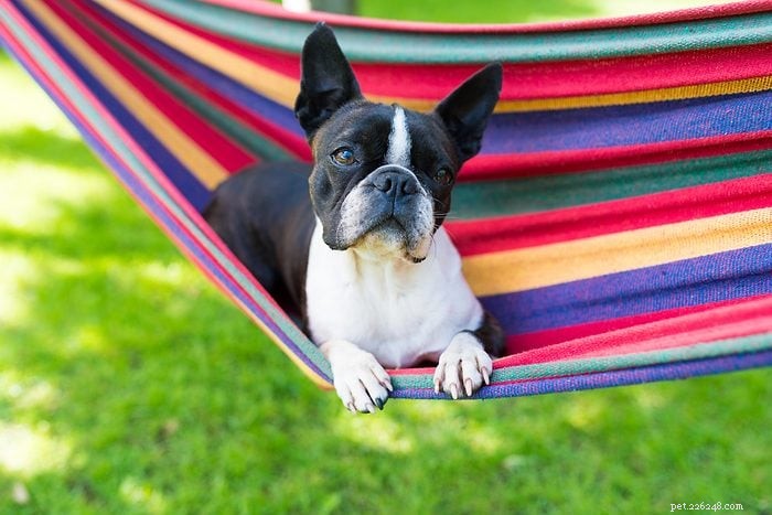 Top 15 Apartment‑Friendly Dog Breeds for Small Living Spaces