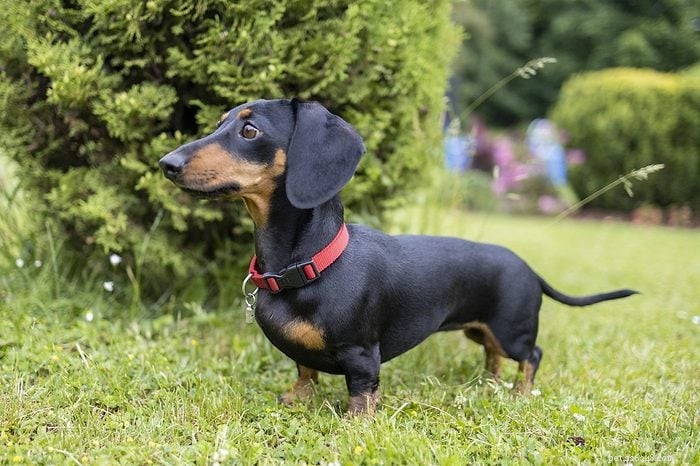 Top 15 Apartment‑Friendly Dog Breeds for Small Living Spaces