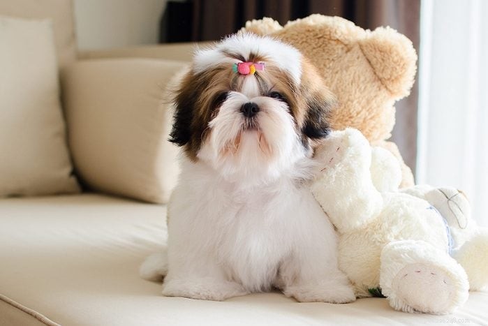 Top 15 Apartment‑Friendly Dog Breeds for Small Living Spaces