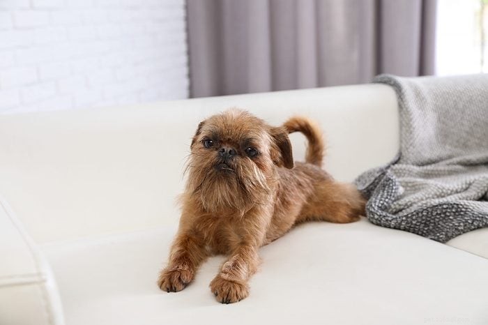 Top 15 Apartment‑Friendly Dog Breeds for Small Living Spaces
