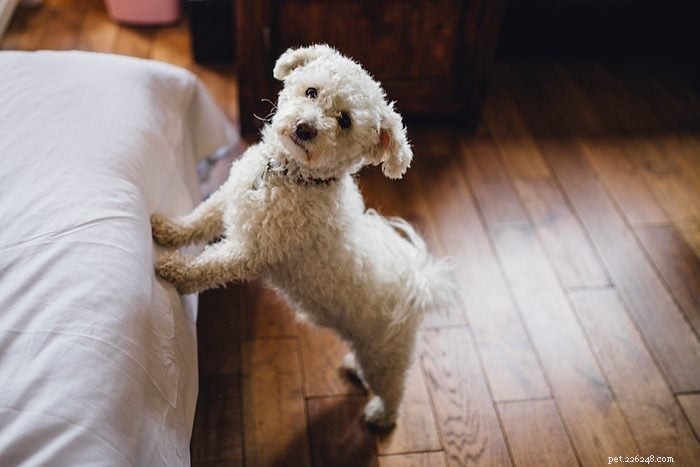Top 15 Apartment‑Friendly Dog Breeds for Small Living Spaces